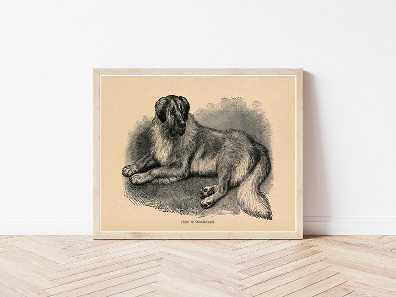 St Bernard Dog 1855 Fine Art Print image 1