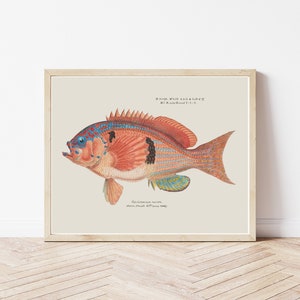 Tropical Fish 1867 Lithograph Illustration | Fine Art Print