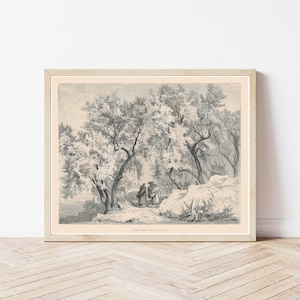 Venafro Italy Olive Grove 1877 Engraving Illustration | Fine Art Print