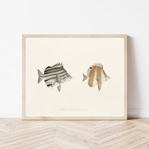 Tropical Fish Circa 1850 Lithograph Illustration | Fine Art Print