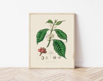 Ilustración de una planta de café (1836) / Impresión artística