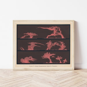Solar Flares Sun Surface 1897 Astronomy Book Illustration | Fine Art Print