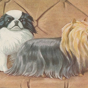 Pekingese, Yorkshire Terrier Yorkie, & Japanese Chin Dogs 1919 Lithograph Illustration Fine Art Print image 4