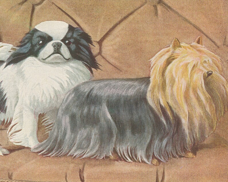 Pekingese, Yorkshire Terrier Yorkie, & Japanese Chin Dogs 1919 Lithograph Illustration Fine Art Print image 4