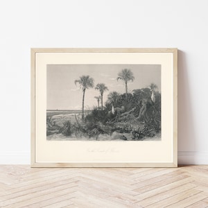 Florida Coast Nature Scene 1872 Steel Engraving Illustration | Fine Art Print