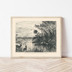 Florida Saint Johns River Nature Scene 1890 Engraving | Fine Art Print