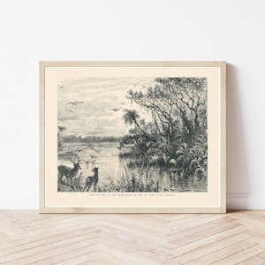 Illustrazione di incisione / stampa artistica del 1890, raffigurante una scena naturale del fiume Saint Johns in Florida.