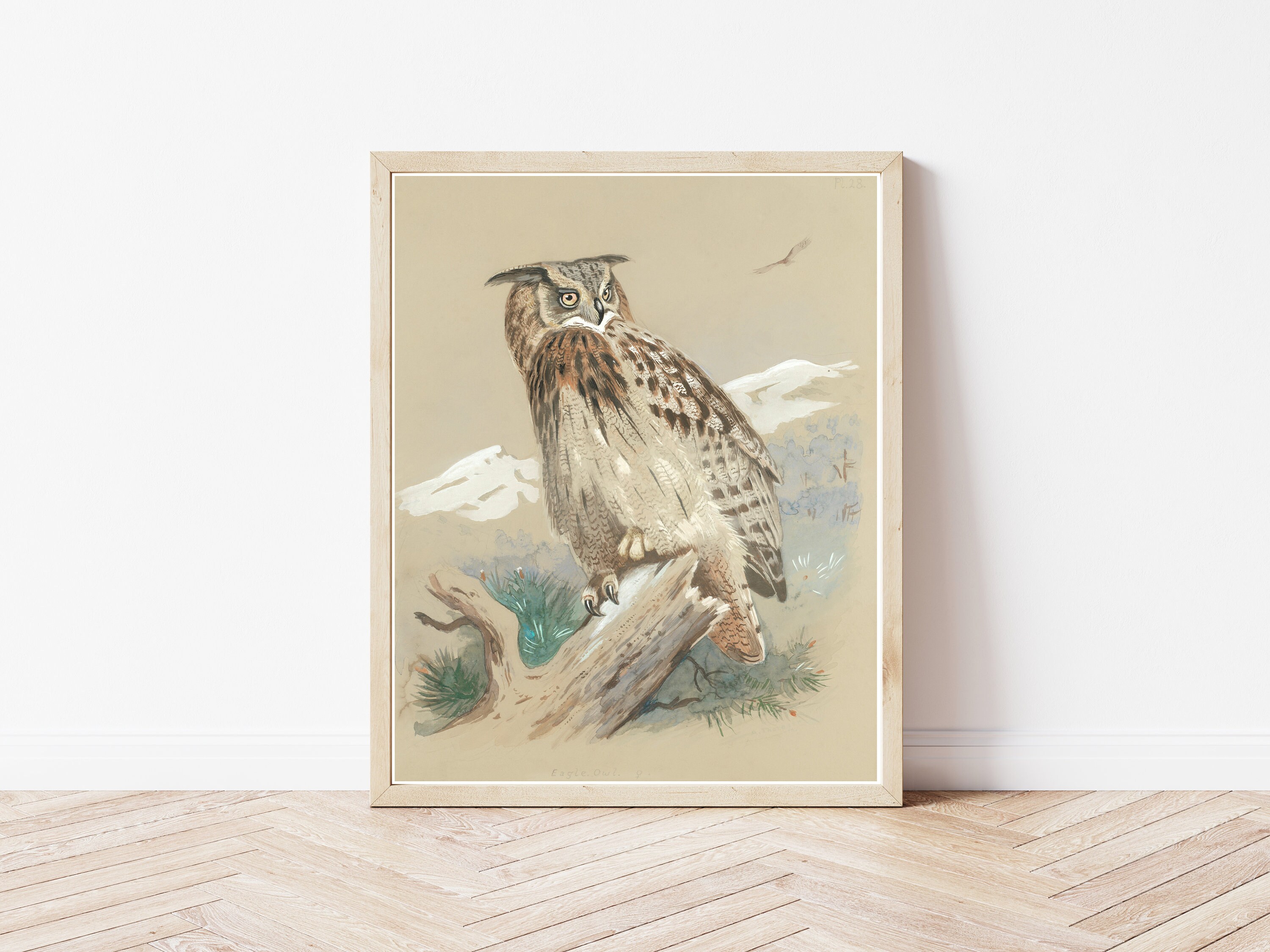 フクロウ 1916年 リトグラフイラスト | ファインアートプリント - Etsy