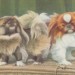Pekingese, Yorkshire Terrier Yorkie, & Japanese Chin Dogs 1919 Lithograph Illustration Fine Art Print image 3