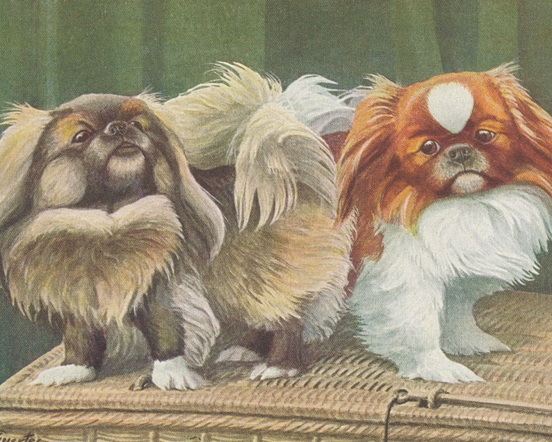 Pekingese, Yorkshire Terrier Yorkie, & Japanese Chin Dogs 1919 Lithograph Illustration Fine Art Print image 3