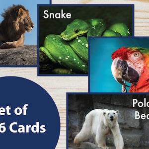 Printable Realistic Zoo Animal Flash Cards, Learning Cards - PDF Instant Download