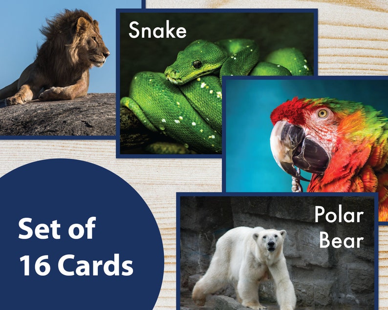 printable realistic zoo animal flash cards learning cards