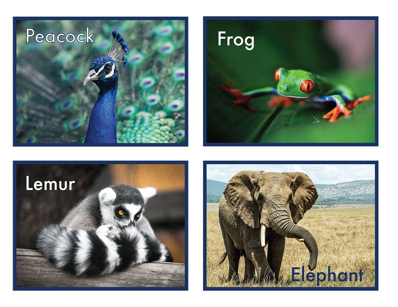 printable realistic zoo animal flash cards learning cards