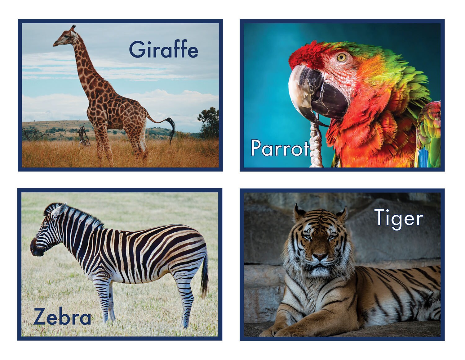 Printable Realistic Zoo Animal Flash Cards Learning Cards Etsy UK