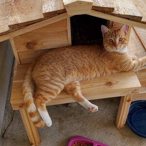 May include: A ginger tabby cat with white paws and a white chest sits on a wooden platform with a wooden cat house behind it.