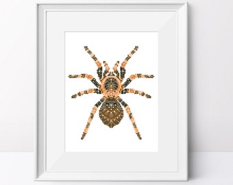Könnte beinhalten: Eine braune und orangefarbene Spinne mit einem Mandala-Muster auf ihrem Körper. Die Spinne ist in einem weißen Rahmen gerahmt.
