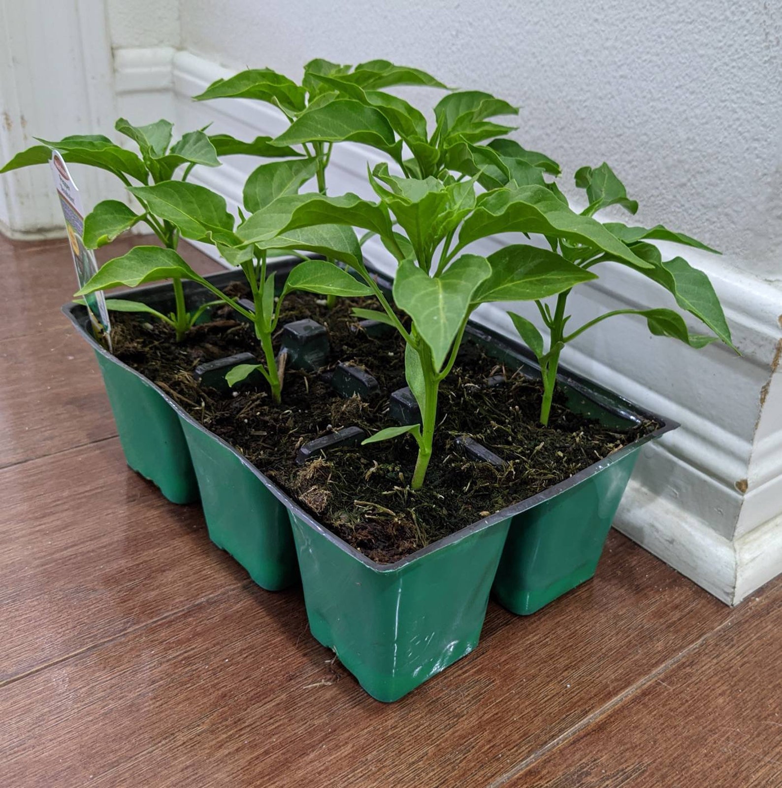 Anaheim Pepper Plant 2 LIVE Vegetable Plants in two 2 Etsy