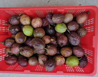 Passion Fruit  Etsy