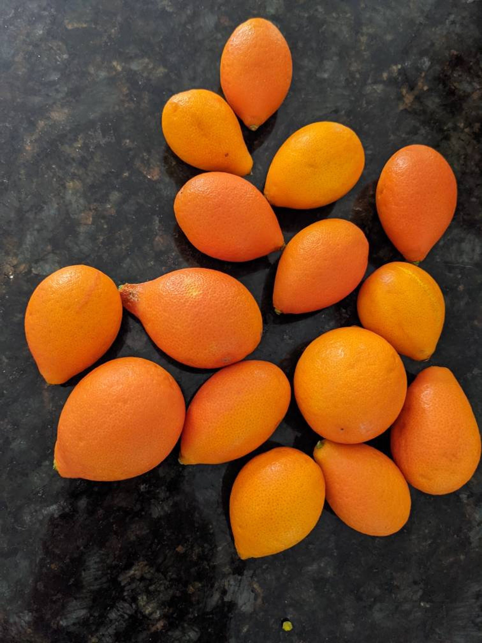 5 Fresh Rare Centennial kumquat Seeds Etsy