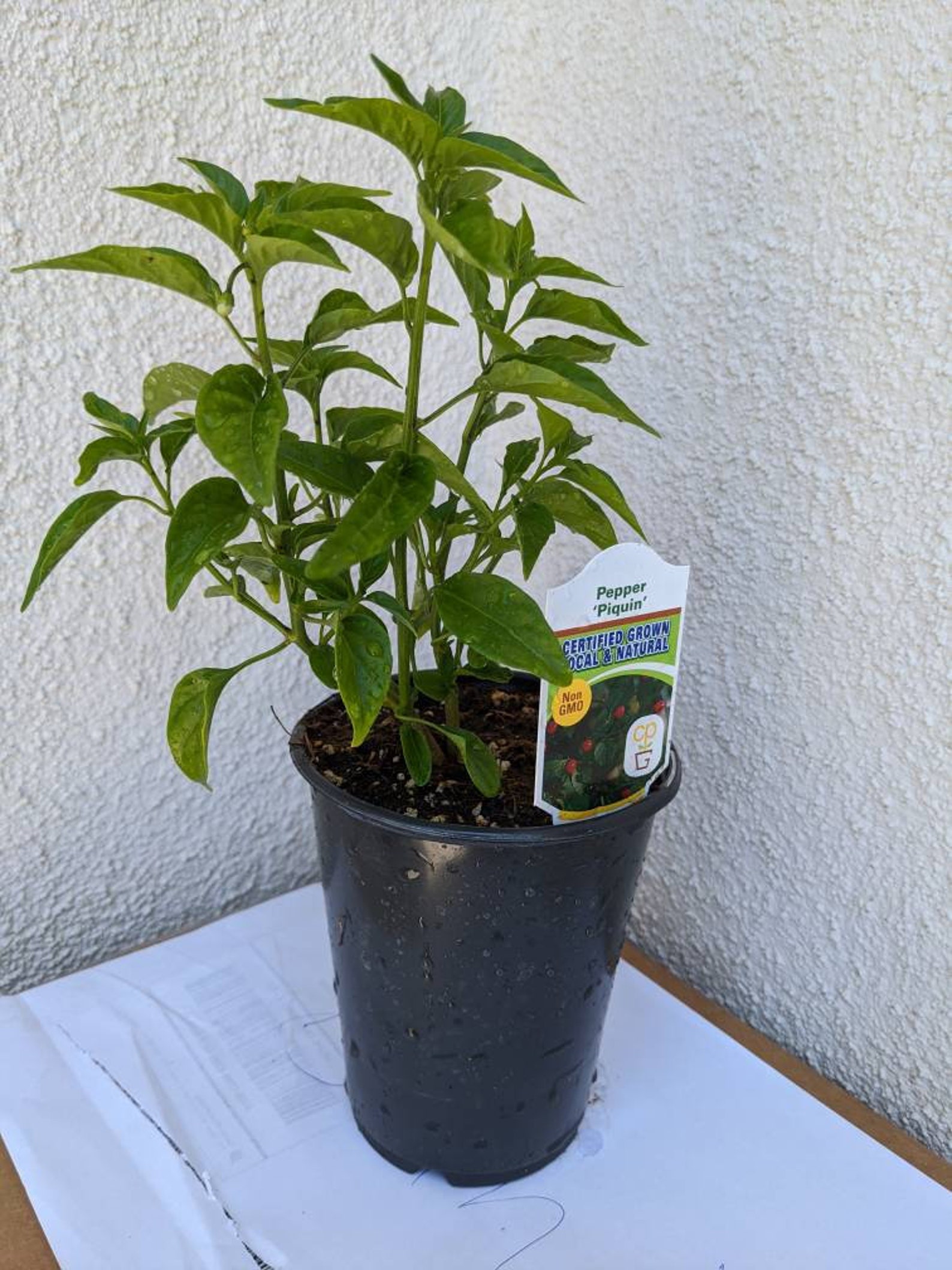 1 Live Pepper Pequin or Piquin Chili Capsicum annuum plant in Etsy