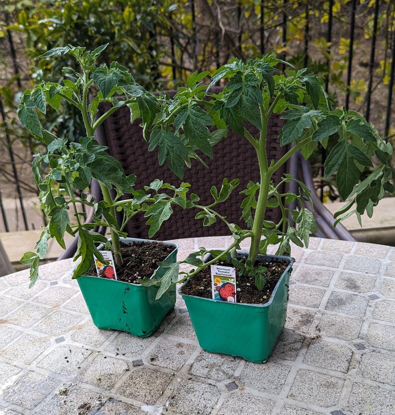 Two 2 Beefsteak Beef Steak Tomato Plant, Not Seeds Non GMO, 4 to 8 Tall
