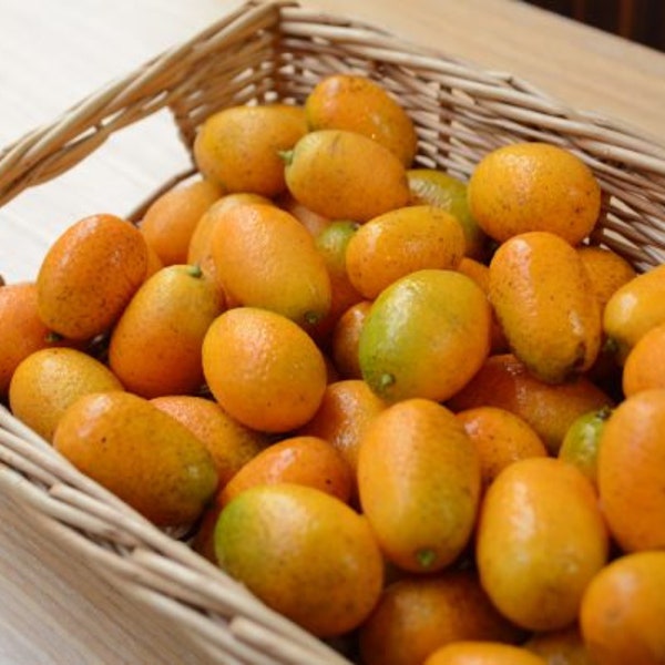 Fresh oval Nagami  kumquat fruit, 1, 2 or 3 Pounds, no pesticides, freshly picked, naturally grown in So California