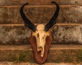 Large Vintage Pronghorn Antelope Skull Mount / Farmhouse / Taxidermy / Oddities / Animal Bone / Western / Horns Rack / Skull / Gothic Home