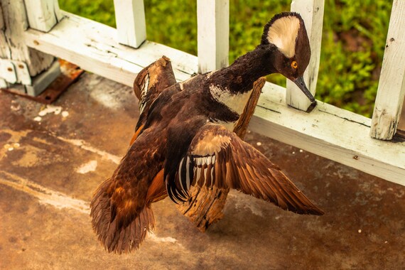 Vintage Taxidermy Hooded Merganser Wall Mount on Real Log / Oddities / Mancave / Rustic / Bird / Wildlife / Hunting / Feathers / Farmhouse