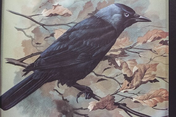 Jackdaw Bird Facts Corvus Monedula The Rspb