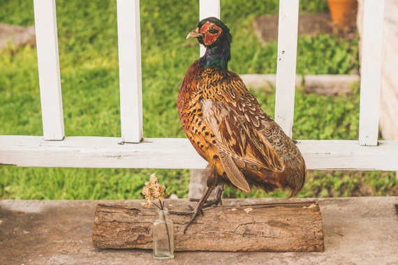 Vintage Taxidermy Ringneck Pheasant on Real Log / Oddities / Mancave / Rustic / Bird / Wildlife / Hunting / Feathers / Farmhouse /