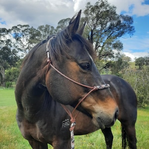 May include: A dark brown horse wearing a rope halter with a patterned noseband and lead rope. The horse is in a grassy field with trees and a cloudy blue sky in the background. The horse has a white stripe on its face.