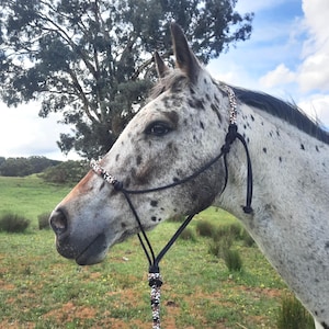 May include: A close-up of a horse's head wearing a black and patterned rope halter. The horse has a white coat with black spots. The halter has a decorative pattern in shades of brown, white, and black.