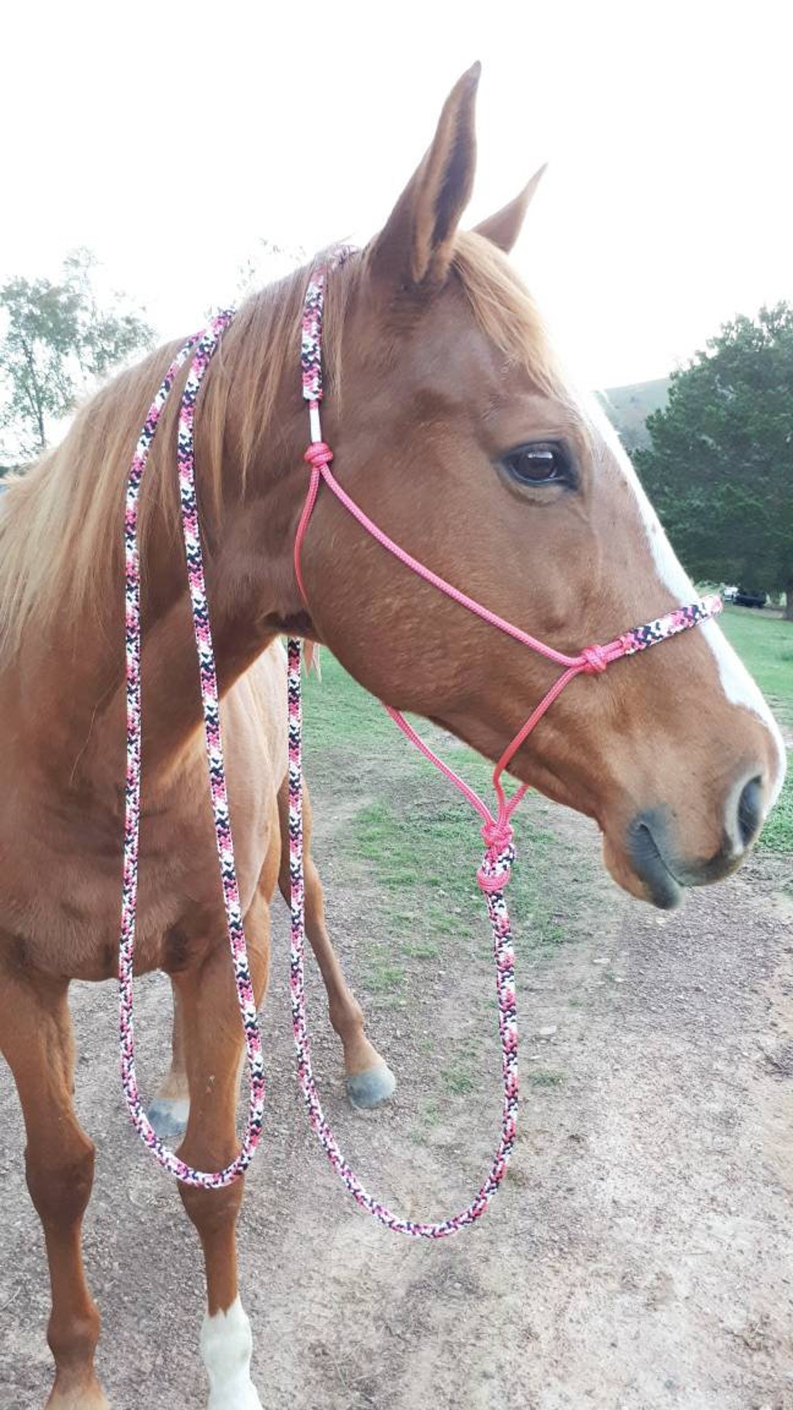 Rope Headstall Halter and 12ft Lead Padded Pink with Pink Etsy