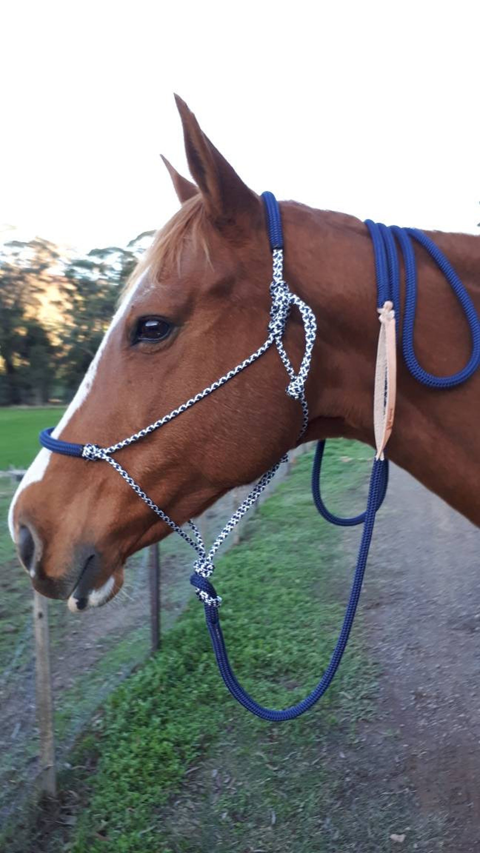 Rope Headstall Halter Headcollar and 12ft Lead Rope Padded Etsy UK