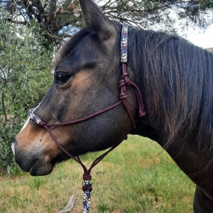 May include: A horse halter with a burgundy and patterned rope design. The halter features a woven pattern in blue, white, and burgundy on the crown piece and noseband. The horse's dark coat contrasts with the halter's colors.