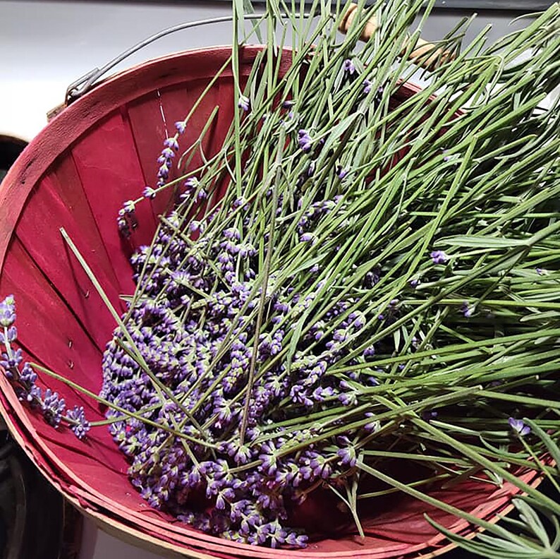 Culinary Lavender Buds, Lavandula Angustifolia royal Velvet Buds