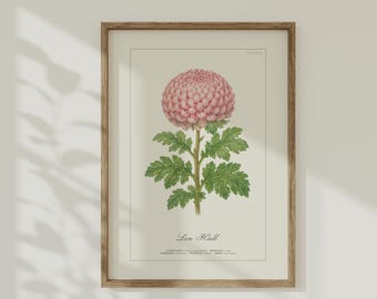 Póster con estampado botánico de crisantemo de Len Hall - IMPRESIÓN FÍSICA