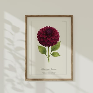 May include: A framed botanical print showing a detailed watercolour illustration of a deep burgundy dahlia flower. The flower has multiple layers of petals, green leaves, and a stem. The print is labelled "Clearview Jennae" in a wooden frame.