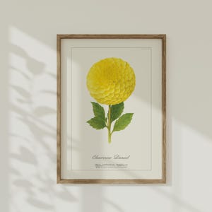 May include: A framed botanical print showing a large, yellow dahlia flower. The flower has a spherical shape and is detailed with numerous petals. Green leaves and stem support the flower. The print is labelled "Clearview Daniel".