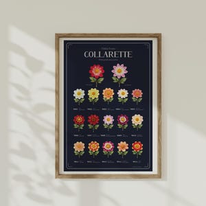Collarette con forma de dalia: donde los pétalos llevan una corona. Impresión botánica, arte mural de dalia, póster de flores, póster botánico - IMPRESIÓN FÍSICA