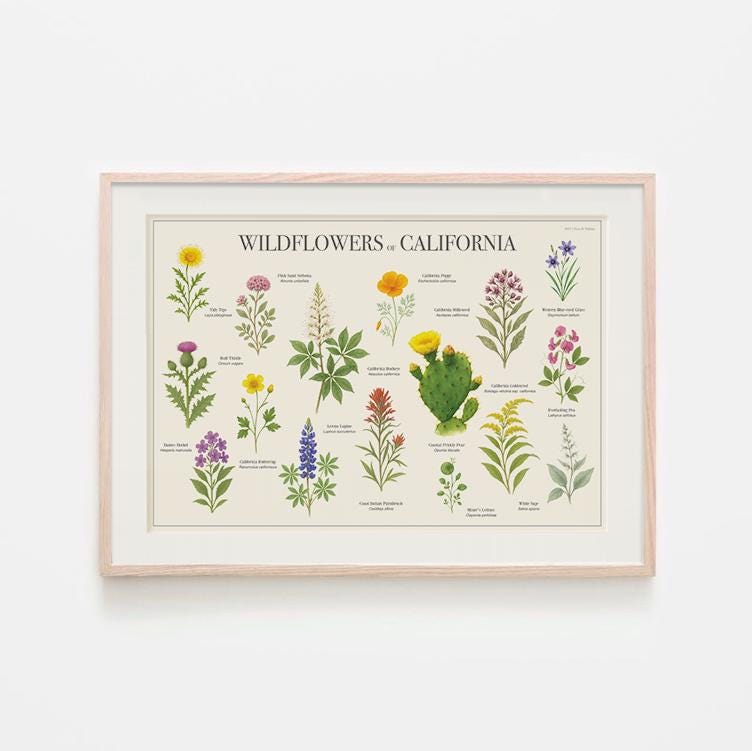 Wildflowers of California Botanical Print, Wildflower Wall Art, Flower Poster, Botanical Poster - PHYSICAL PRINT