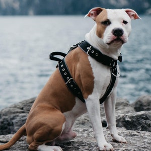 Custom Dog Harness with Handle: Fleece Lined, Heavy Duty, No Pull