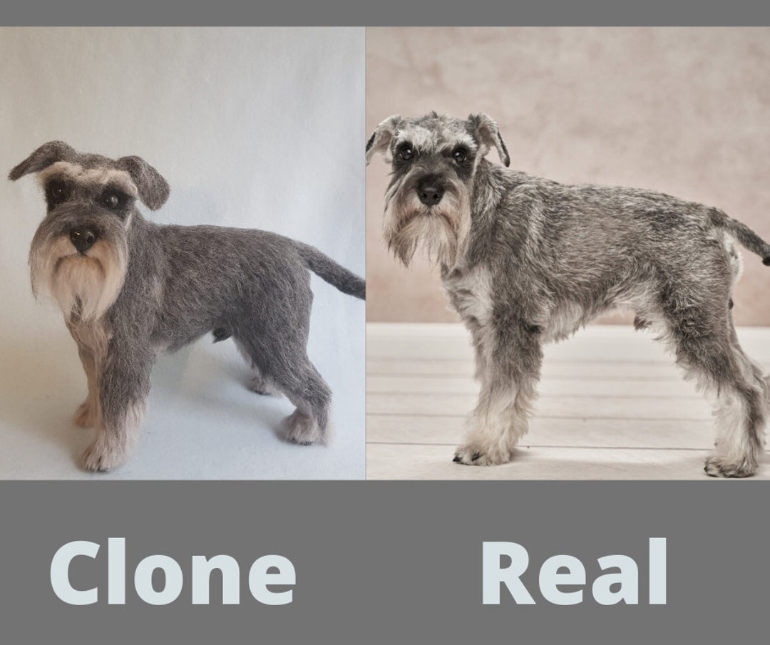 Comment Cloner Un Chien Avec Un Schéma D une Veritable Expérience Clone de Schnauzer personnalisé Sculpture de chien réaliste - Etsy France
