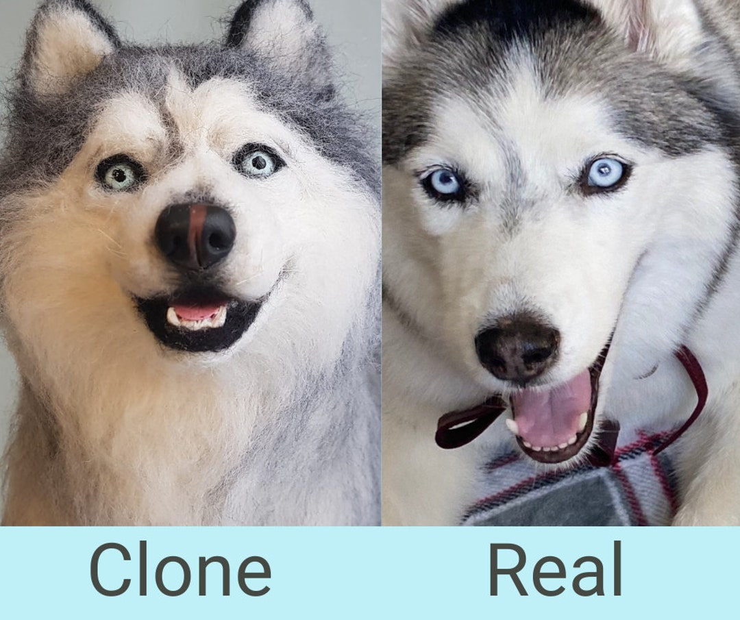 Comment Cloner Un Chien Avec Un Schéma D une Veritable Expérience Chien réaliste personnalisé Clone de câlin danimal de chien - Etsy France