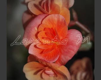 30X40cm begonia pink-orange flower macro photo