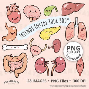 Human organs PNG clip art pack of cute cartoon internal body parts anatomy design for commercial use