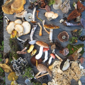 May include: A collection of various mushrooms in different colours and shapes, including brown, white, yellow, and orange mushrooms. The mushrooms are arranged on a wooden surface.