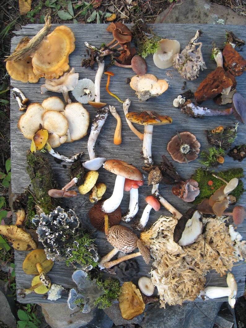 May include: A collection of various mushrooms in different colours and shapes, including brown, white, yellow, and orange mushrooms. The mushrooms are arranged on a wooden surface.
