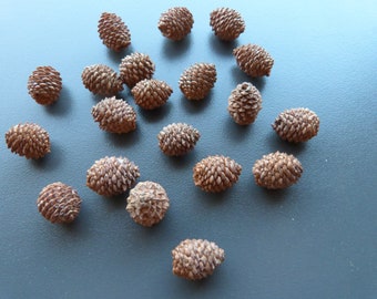 May include: A collection of brown pine cones on a gray surface.