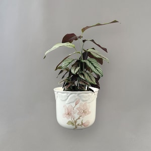 May include: A Calathea plant in a white ceramic pot, featuring green and white striped leaves and burgundy undersides. The pot is adorned with pink magnolia flowers and a leaf design around the rim.